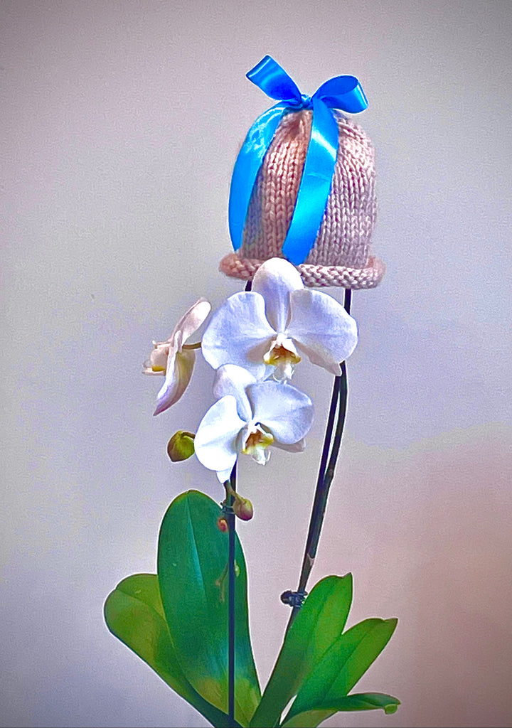 The Shannon - Bows on Beanies (cream) freeshipping - Mavourneen Knits